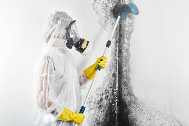 Best Black Mold Removal  in Crystal Lawns, IL