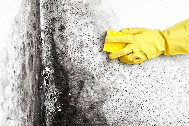 Best Emergency Mold Remediation  in Crystal Lawns, IL