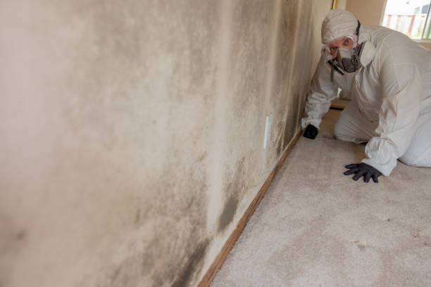 Best Attic Mold Removal  in Crystal Lawns, IL